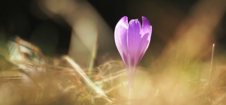 Sorties plantes culinaires et médicinales des Bauges